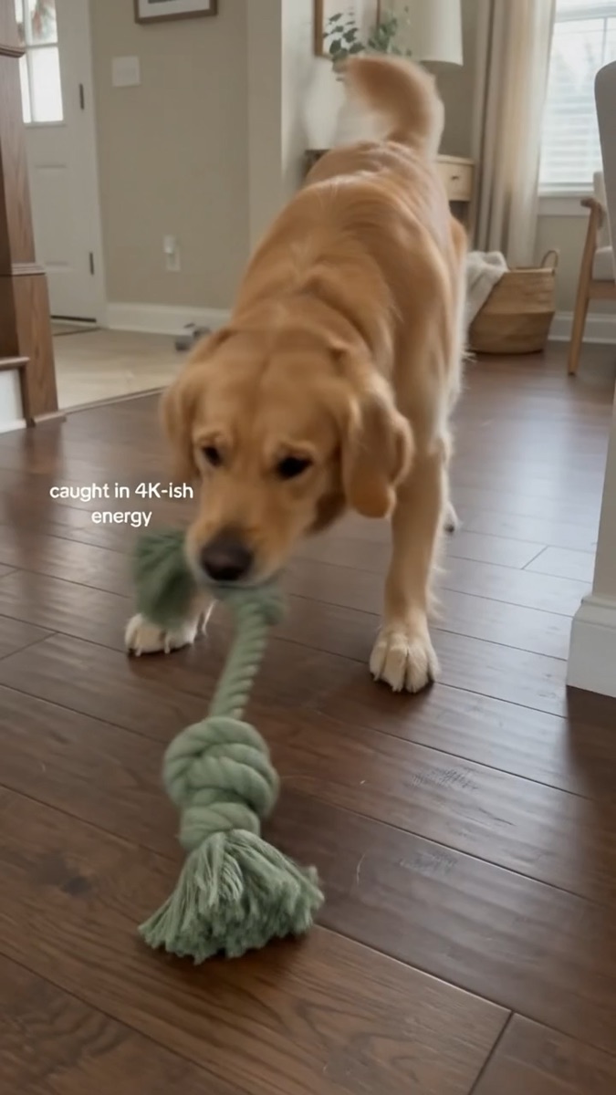 Pawzly knot plush toy in a ugc review video made with v4v.ai